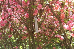 Rhododendron obtusum
