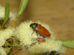 Castiarina aurantiaca