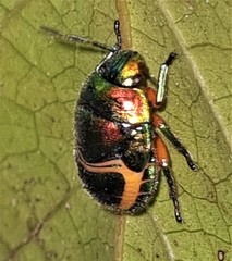 Lampromicra senator