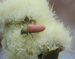 Castiarina aurantiaca