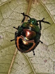 Lampromicra senator