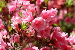 Rhododendron obtusum