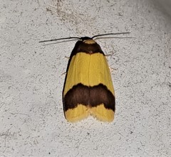 Heterallactis microchrysa