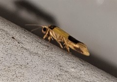 Heterallactis microchrysa