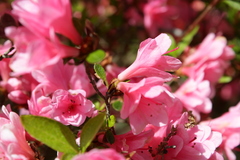 Rhododendron obtusum