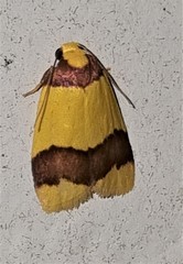 Heterallactis microchrysa