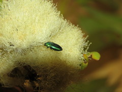 Neocuris
