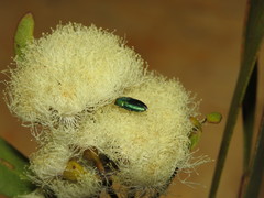 Neocuris