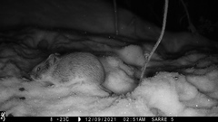 Craseomys rufocanus