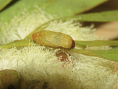 Castiarina subtestacea