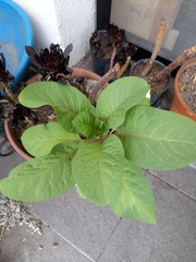 Phytolacca dioica