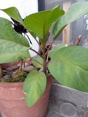 Phytolacca dioica
