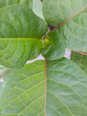 Phytolacca dioica