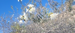 Cordia decandra