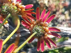 Ursinia discolor