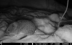 Craseomys rufocanus