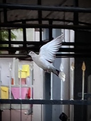 Streptopelia decaocto