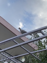 Streptopelia decaocto