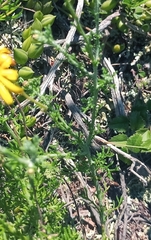 Ursinia discolor