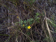 Potentilla humifusa