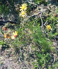 Ursinia discolor