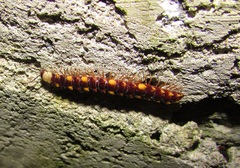 Polydesmus collaris