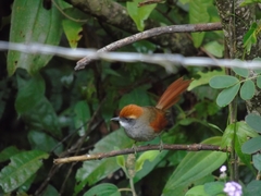 Synallaxis ruficapilla