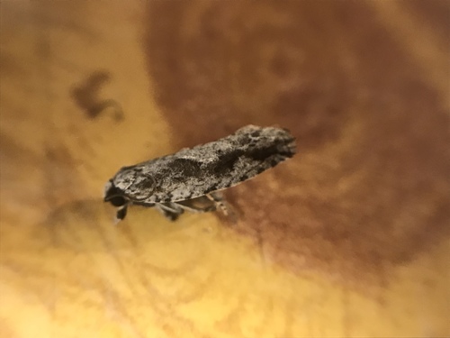 Pecan Bud Moth photo 3