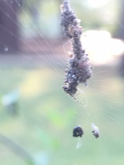 Araneidae