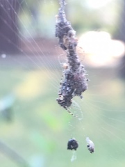 Araneidae