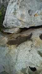 Mediodactylus kotschyi