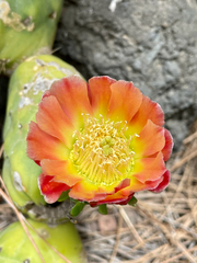Austrocylindropuntia