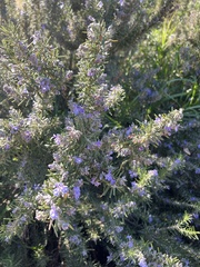 Salvia rosmarinus