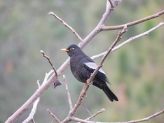 Turdus boulboul