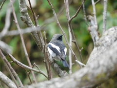 Phoenicurus coeruleocephala