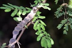 Vachellia tortuosa