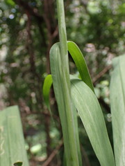 Freesia grandiflora