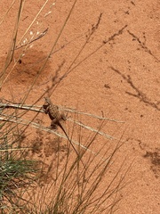 Ctenophorus isolepis