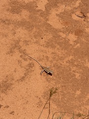 Ctenophorus isolepis