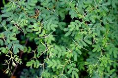 Vachellia tortuosa