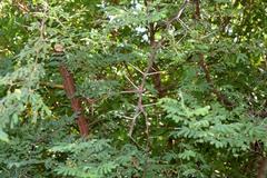 Vachellia tortuosa