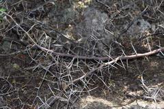 Vachellia tortuosa