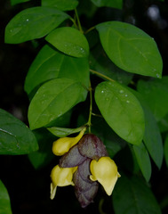 Gmelina philippensis