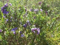 Periandra mediterranea