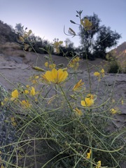 Cleome foliosa lutea