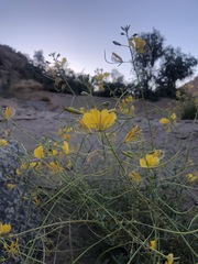 Cleome foliosa lutea