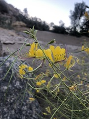 Cleome foliosa lutea