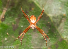 Argiope aemula