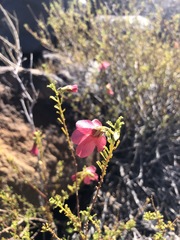 Hermannia grandiflora