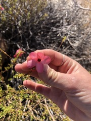 Hermannia grandiflora